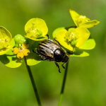 Blitopertha lineata