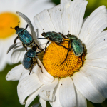 Hoplia pollinosa