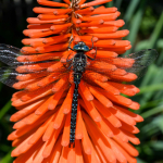 Caliaeschna microstigma