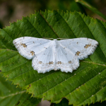 Scopula ornata