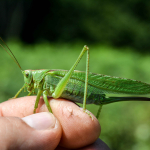 Tettigonia viridissima