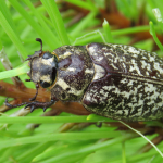 Polyphylla olivieri, female