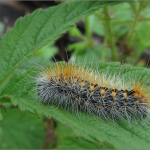 Acronicta auricoma