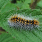 Acronicta auricoma