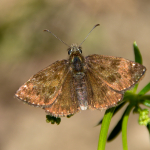 Erynnis tages