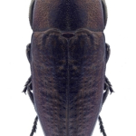 Sphenoptera antiqua