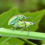 Chlorophanus vittatus