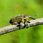 Larinus latus