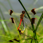 Sympetrum pedemontanum