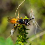 Philanthus triangulum