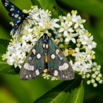 Callimorpha dominula