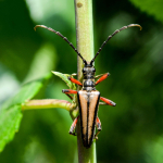 Stenocorus insitivus