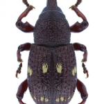 Hylobius verrucipennis