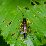 Diphyus quadripunctorius