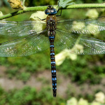 Aeshna mixta