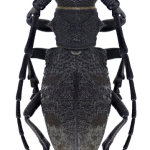 Morimus verecundus