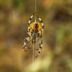 Araneus quadratus