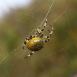 Araneus quadratus