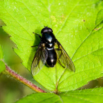 Cheilosia variabilis