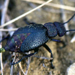 Meloe variegatus