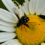 Bombylella atra