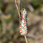 Utetheisa pulchella