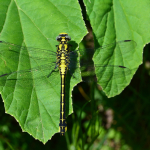 Gomphus schneiderii