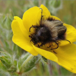 Eulasia chrysopyga