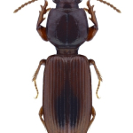 Clivina collaris