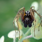 Oxyopes heterophthalmus