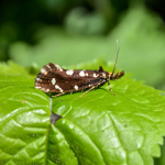 Euplocamus anthracinalis