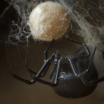 Latrodectus tredecimguttatus