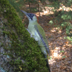 Picus viridis