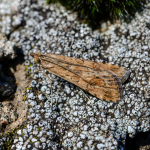 Nomophila noctuella