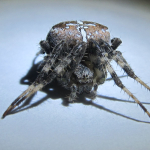 Araneus diadematus