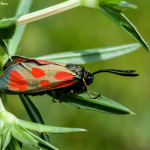 Zygaena loti