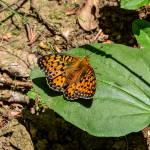 Argynnis aglaja