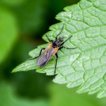 Empis tessellata