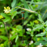 Lestes barbarus