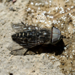 Tabanus bovinus