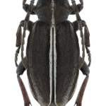 Dorcadion sulcipenne