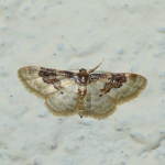 Idaea rusticata