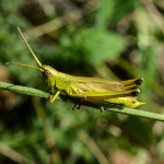 Chrysochraon dispar