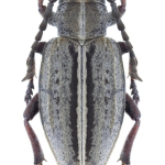 Dorcadion sulcipenne