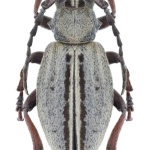 Dorcadion sulcipenne