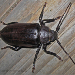 Rhaesus serricollis