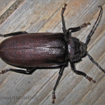 Rhaesus serricollis