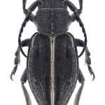 Dorcadion striolatum