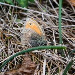 Coenonympha pamphilus