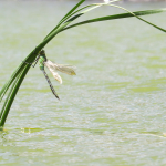 Anax imperator